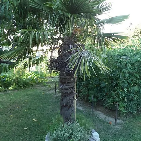 Padovana *